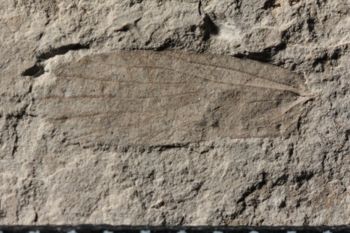 Media type: image;   Entomology PALE-10051
